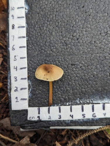 Mycena inclinata (Photo 2 of 2)