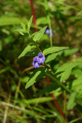 Scutellaria tuminensis