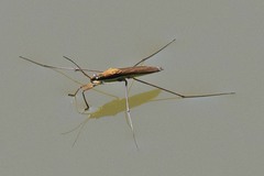 Limnoporus rufoscutellatus