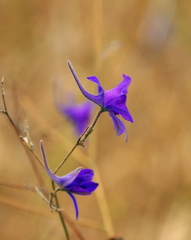 Delphinium consolida paniculatum