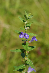 Scutellaria tuminensis