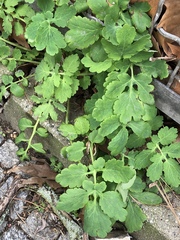 Chelidonium majus