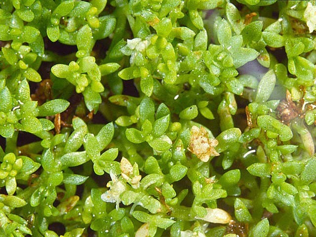Crassula hunua