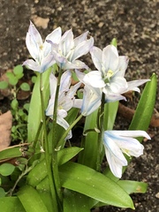 Scilla mischtschenkoana