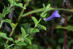 Scutellaria tuminensis