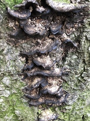 Trametes versicolor