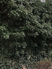 Hedera helix