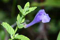 Scutellaria tuminensis