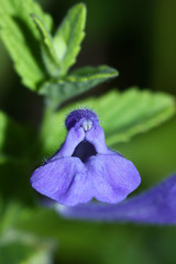 Scutellaria tuminensis
