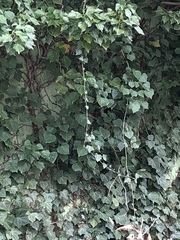 Hedera helix