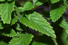 Scutellaria tuminensis