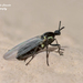 Scatopsidae - Photo (c) Marcello Consolo, μερικά δικαιώματα διατηρούνται (CC BY-NC-SA)