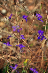 Delphinium consolida paniculatum