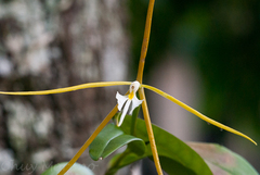 Epidendrum nocturnum