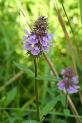 Stachys aspera