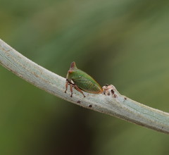Sextius virescens