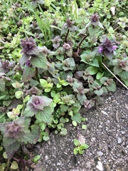 Lamium purpureum