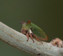 Sextius virescens