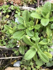 Capsella bursa-pastoris