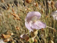 Penstemon fruticiformis