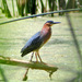 Green Heron - Photo (c) Alan Dahl, some rights reserved (CC BY-NC-ND), uploaded by Alan Dahl