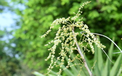Ailanthus excelsa
