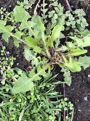 Taraxacum officinale