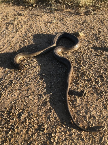 Eastern Brown Snake sighting