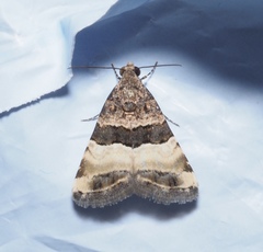 Pseudozarba bipartita