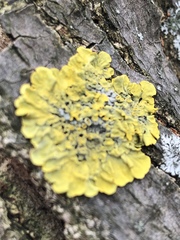 Xanthoria parietina