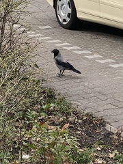Corvus cornix