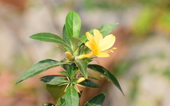 Barleria prionitis