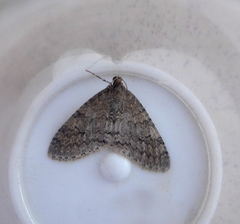 Trichopteryx carpinata