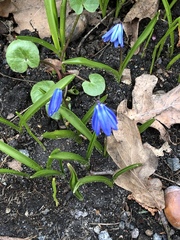 Scilla siberica