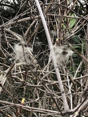 Clematis vitalba