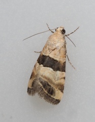 Pseudozarba bipartita