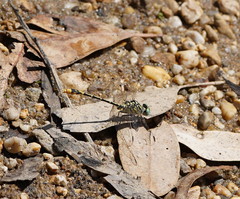 Austrogomphus australis