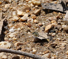 Austrogomphus australis