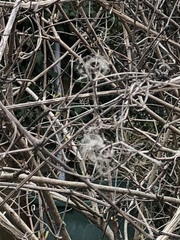 Clematis vitalba