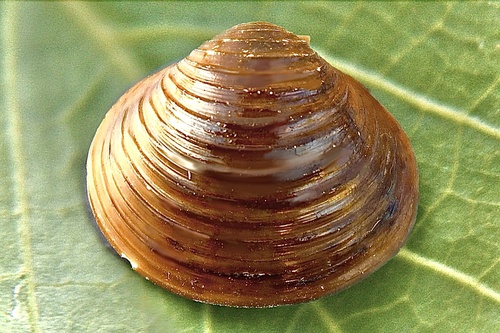 Asian Clam, photo 5 of 10