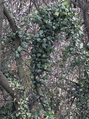 Hedera helix