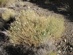 Penstemon fruticiformis
