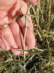 Penstemon fruticiformis