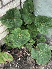 Alcea rosea