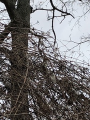 Clematis vitalba