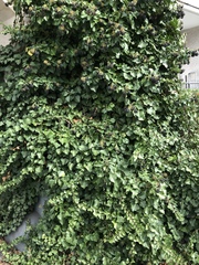 Hedera helix