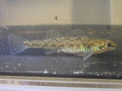 Etheostoma chlorosoma