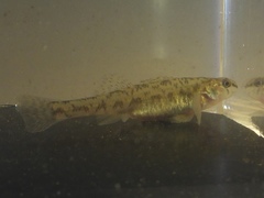 Etheostoma chlorosoma