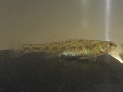 Etheostoma chlorosoma