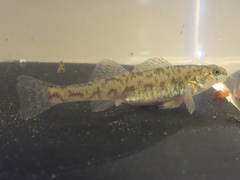 Etheostoma chlorosoma